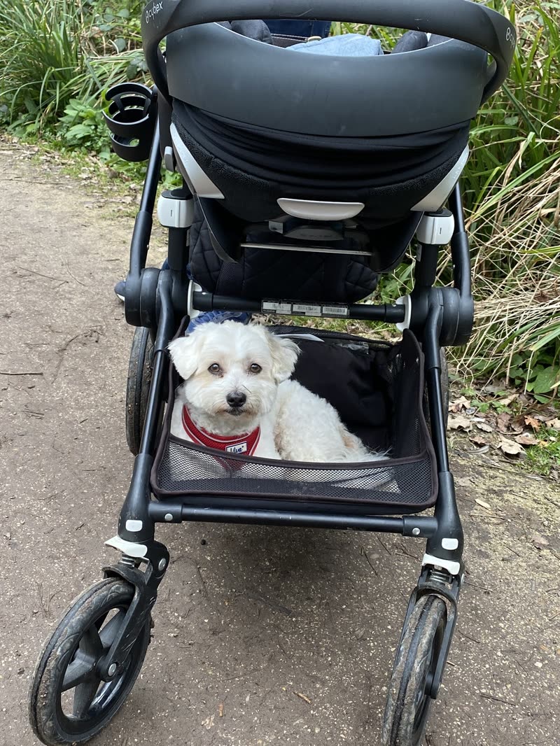A small white dog waiting in the lower tray of a pushchair on a grassy path near the salon