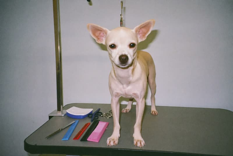 A small dog standing on a grooming table beside grooming tools