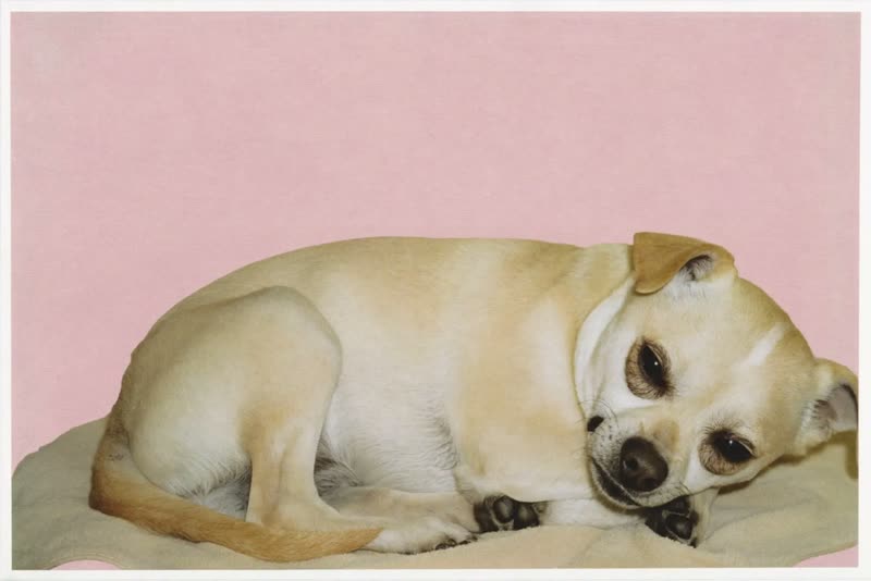 A freshly groomed small dog resting on a soft towel