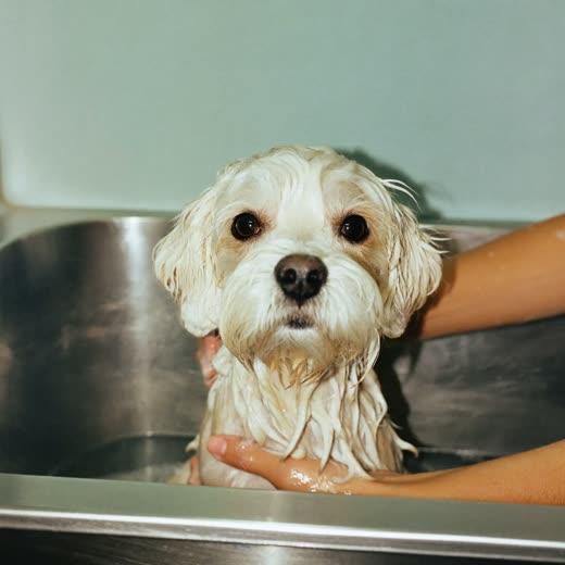 A small dog being washed in a stainless steel grooming bath