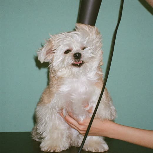 A small fluffy dog being blow dried on a grooming table