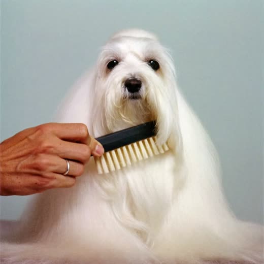 A slicker brush being worked through a dog's long coat